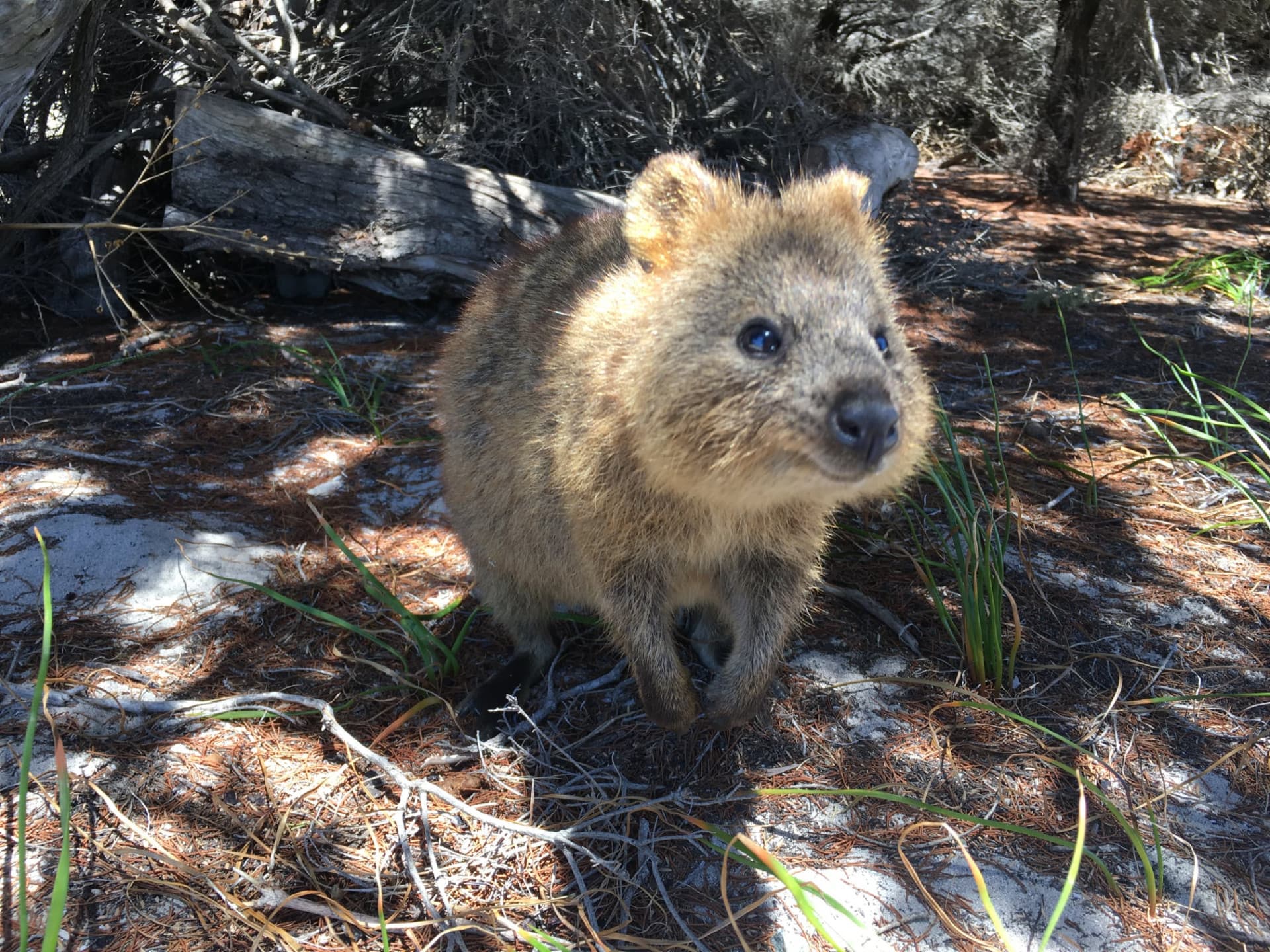 Rottnest Island Fortress Adventure Segway Tour with Round Trip SeaLink Ferry Transfer - image 2